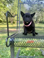 Jade, a female Rat Terrier for sale in Horicon, WI – 4 of 4