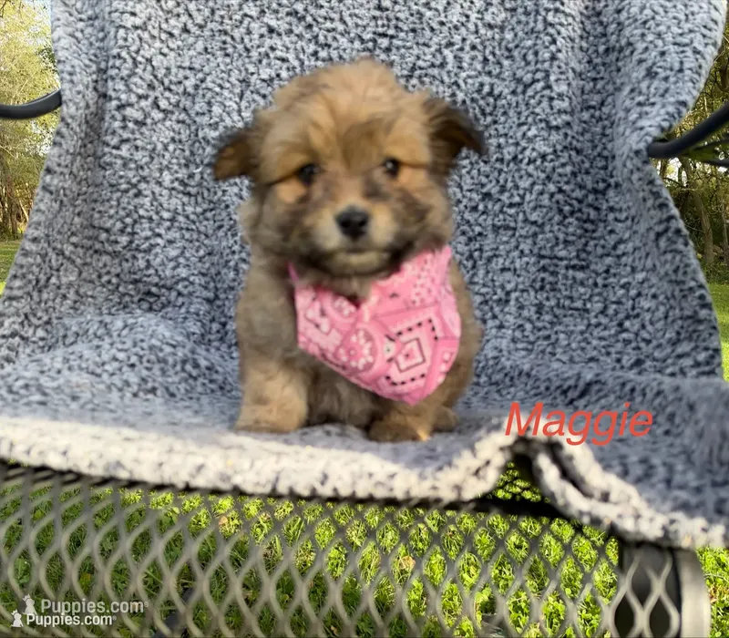 Maggie – Maltese, Pomeranian puppy for sale in Horicon, WI