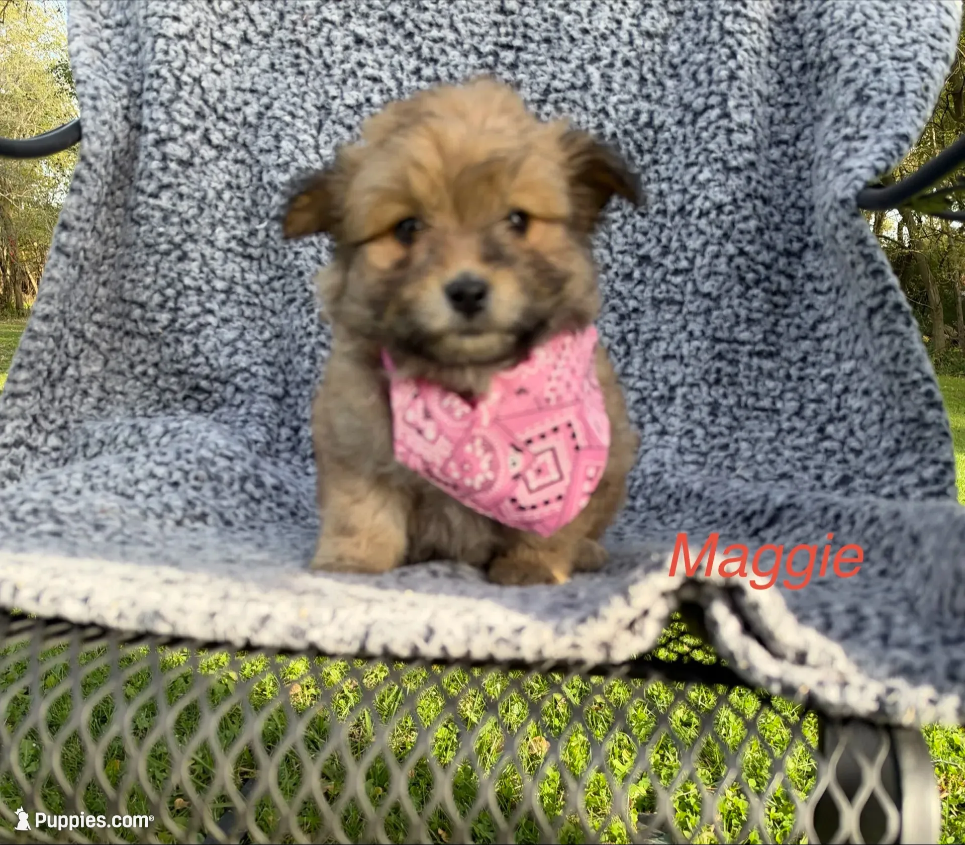 Maggie, a female Maltipom for sale in Horicon, WI – 3 of 5