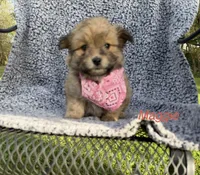 Maggie, a female Maltese and Pomeranian for sale in Horicon, WI – 3 of 4
