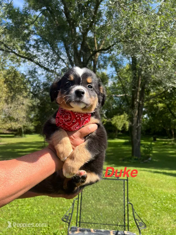 Duke – Miniature Australian Shepherd puppy for sale in Horicon, WI