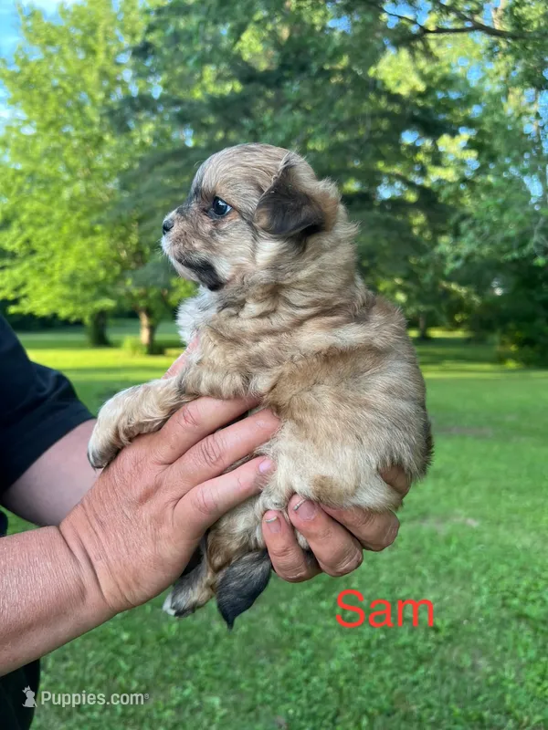 Sam – Pomapoo puppy for sale in Horicon, WI