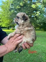 Sam, a male Pomapoo for sale in Horicon, WI – 1 of 8