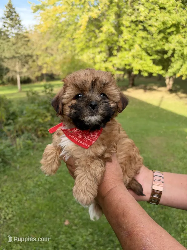 Coco – Shih Tzu, Poodle - Toy  puppy for sale in Horicon, WI
