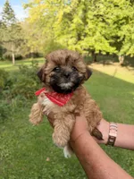 Coco, a male Shih Tzu and Poodle - Toy  for sale in Horicon, WI – 1 of 5