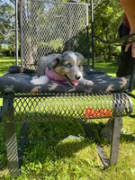 Bella, a female Miniature Australian Shepherd for sale in Horicon, WI – 3 of 4