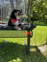 Toby, a male Miniature Australian Shepherd for sale in Horicon, WI – 3 of 5