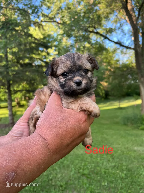 Sadie – Pomeranian, Poodle - Miniature  puppy for sale in Horicon, WI