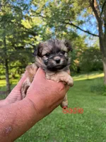 Sadie, a female Pomeranian and Poodle - Miniature  for sale in Horicon, WI – 1 of 2