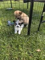Leo, a male Maltipom for sale in Horicon, WI – 7 of 10