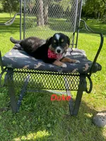 Duke, a male Miniature Australian Shepherd for sale in Horicon, WI – 3 of 4