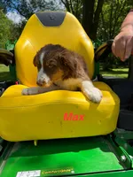 Max, a male Australian Shepherd for sale in Horicon, WI – 1 of 1