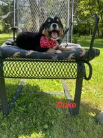 Duke, a male Miniature Australian Shepherd for sale in Horicon, WI – 4 of 4