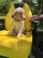 Cooper, a male Australian Shepherd for sale in Horicon, WI – 3 of 3