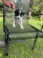 Archie , a male Rat Terrier and Pomeranian for sale in Horicon, WI – 4 of 4