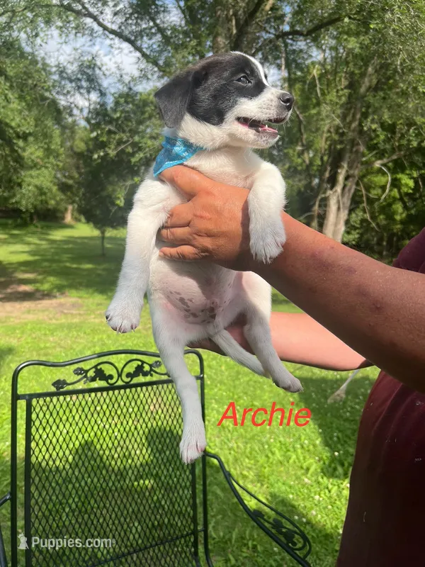 Archie  – Rat Terrier, Pomeranian puppy for sale in Horicon, WI