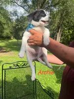 Archie , a male Rat Terrier and Pomeranian for sale in Horicon, WI – 1 of 4