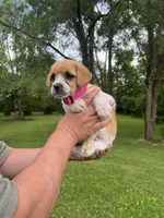 Daisy, a female Rat Terrier and Shih Tzu for sale in Horicon, WI – 2 of 4