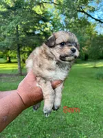 Sam, a male Pomapoo for sale in Horicon, WI – 2 of 8