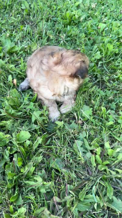 Sam, a male Pomapoo for sale in Horicon, WI – 7 of 8