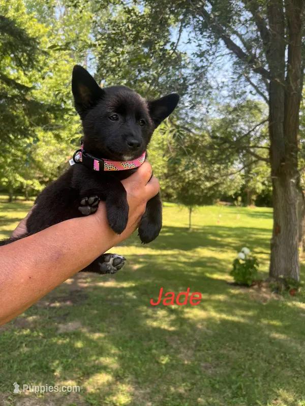 Jade – Rat Terrier puppy for sale in Horicon, WI