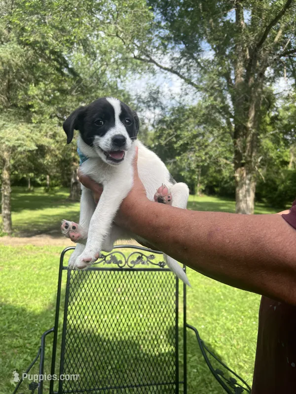 Archie  – Rat Terrier, Pomeranian puppy for sale in Horicon, WI