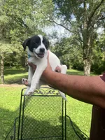Archie , a male Rat Terrier and Pomeranian for sale in Horicon, WI – 2 of 4