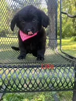 Lillie, a female Dachshund and Pomeranian for sale in Horicon, WI – 2 of 2