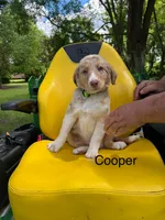 Cooper, a male Australian Shepherd for sale in Horicon, WI – 2 of 3