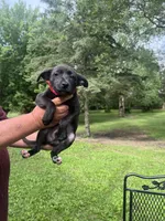 Milo, a male Rat Terrier and Pomeranian for sale in Horicon, WI – 3 of 4