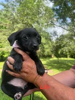 Lily, a female Rat Terrier and Pomeranian for sale in Horicon, WI – 1 of 4