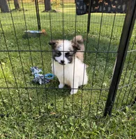 Leo, a male Maltipom for sale in Horicon, WI – 6 of 10