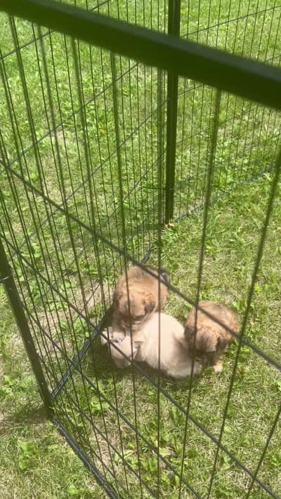 Sam, a male Pomapoo for sale in Horicon, WI – 8 of 8