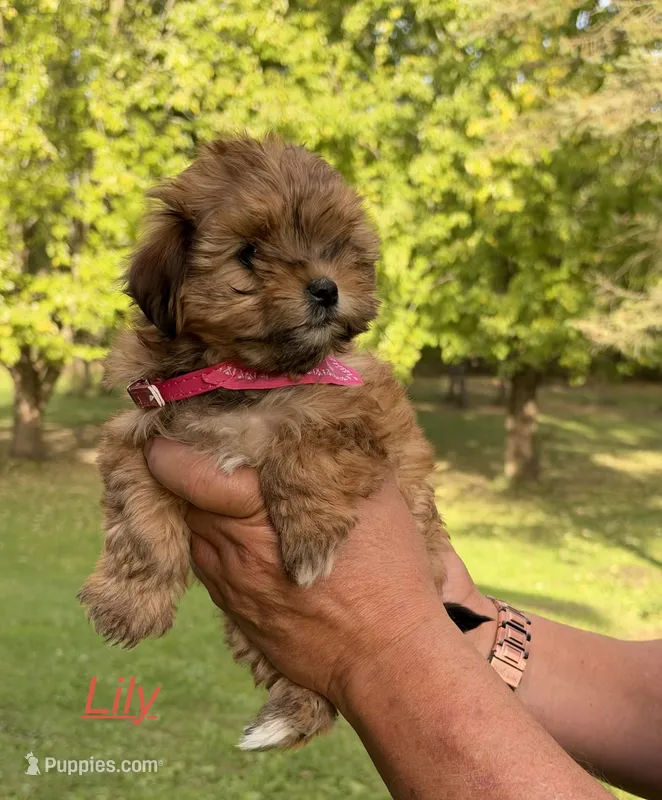 Lily – Shih Tzu, Poodle - Toy  puppy for sale in Horicon, WI