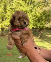 Lily, a female Shih Tzu and Poodle - Toy  for sale in Horicon, WI – 1 of 6