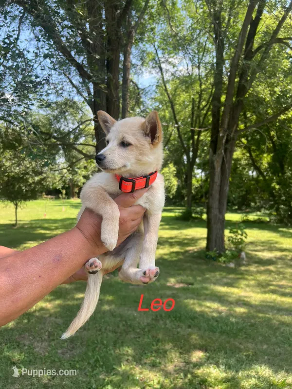 Leo – Rat Terrier puppy for sale in Horicon, WI