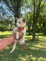 Leo, a male Rat Terrier for sale in Horicon, WI – 1 of 4
