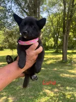 Luna, a female Rat Terrier for sale in Horicon, WI – 2 of 4