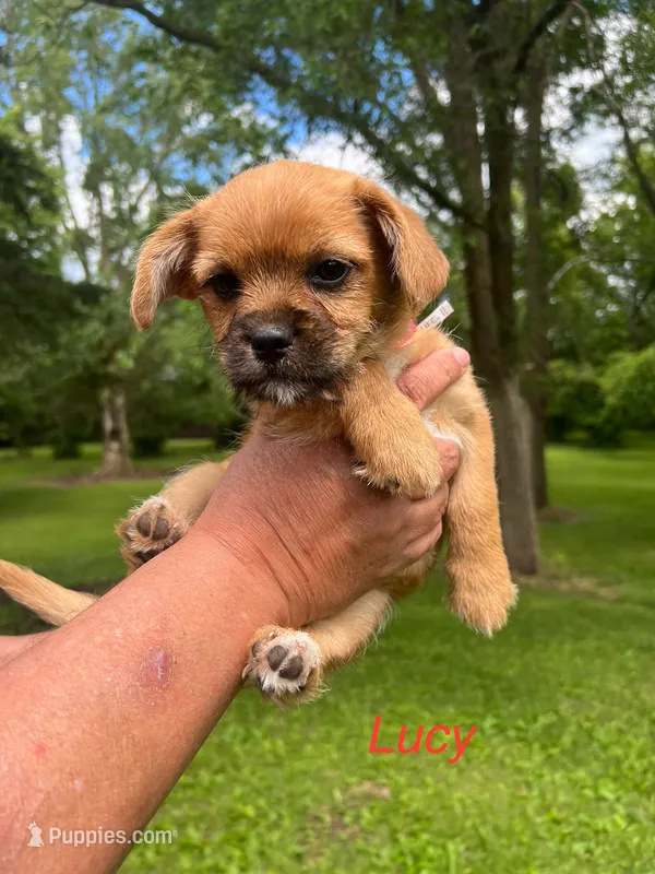 Lucy – Rat Terrier, Shih Tzu puppy for sale in Horicon, WI