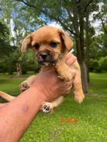 Lucy, a female Rat Terrier and Shih Tzu for sale in Horicon, WI – 1 of 4