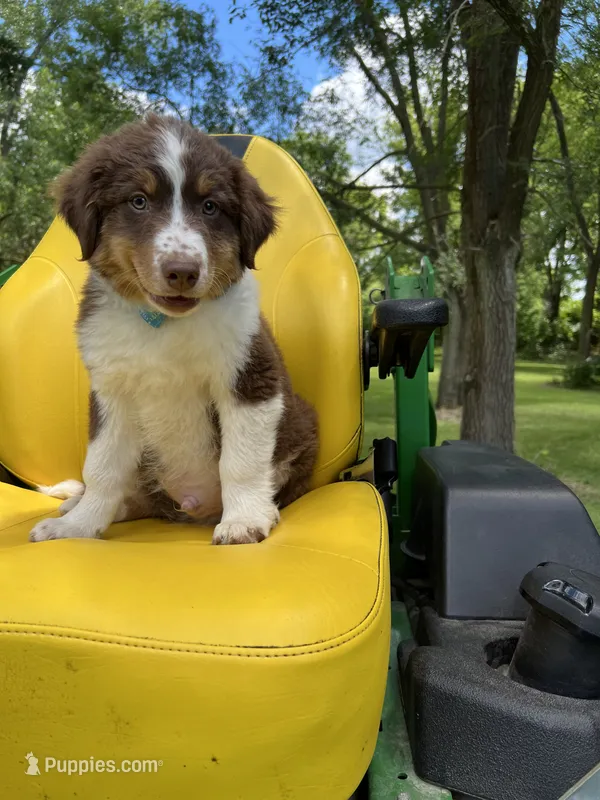 Max – Australian Shepherd puppy for sale in Horicon, WI