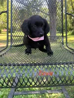 Eevie, a female Dachshund and Pomeranian for sale in Horicon, WI – 2 of 3