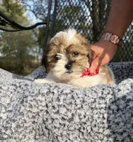 Archie, a male Shih Tzu and Poodle - Toy  for sale in Horicon, WI – 3 of 3