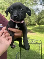 Lily, a female Rat Terrier and Pomeranian for sale in Horicon, WI – 2 of 4