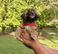 Coco, a male Shih Tzu and Poodle - Toy  for sale in Horicon, WI – 2 of 5