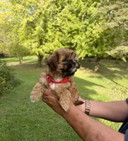Coco, a male Shih Tzu and Poodle - Toy  for sale in Horicon, WI – 5 of 5