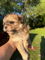 Sam, a male Pomapoo for sale in Horicon, WI – 3 of 8