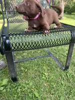 Maggie, a female Rat Terrier and Pomeranian for sale in Horicon, WI – 3 of 4