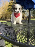 Leo, a male Maltipom for sale in Horicon, WI – 1 of 10
