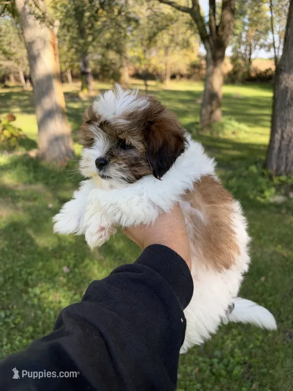Archie – Shih Tzu, Poodle - Toy  puppy for sale in Horicon, WI